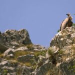 Scopri i grifoni del canyon del fiume Uvac e le