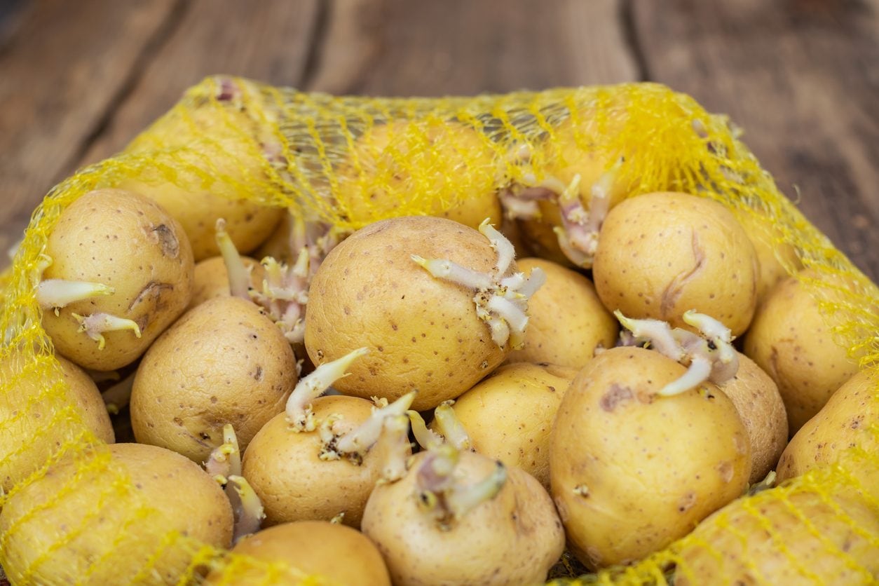 Come conservare le patate per mantenerle fresche a lungo