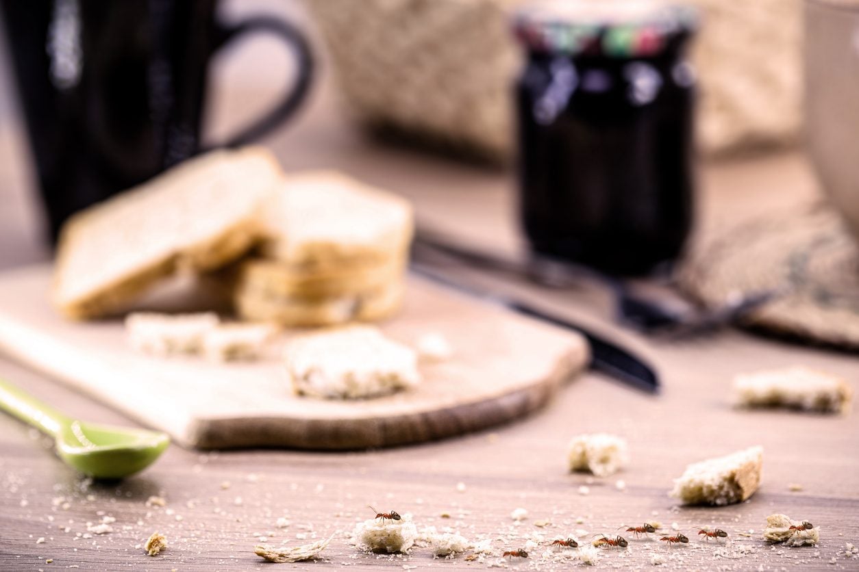 Come tenere lontane le formiche da cucina e dispensa: guida pratica