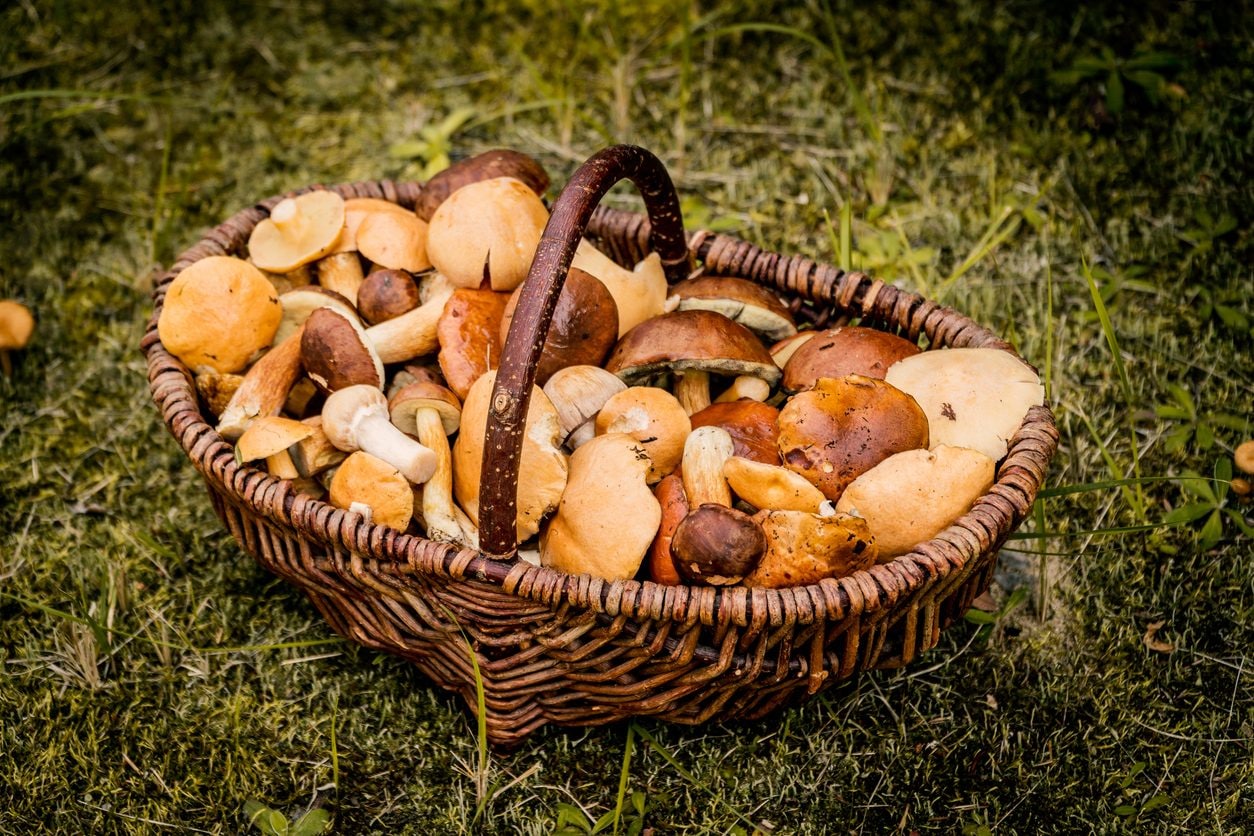 quali sono quelli da raccogliere tra settembre e ottobre