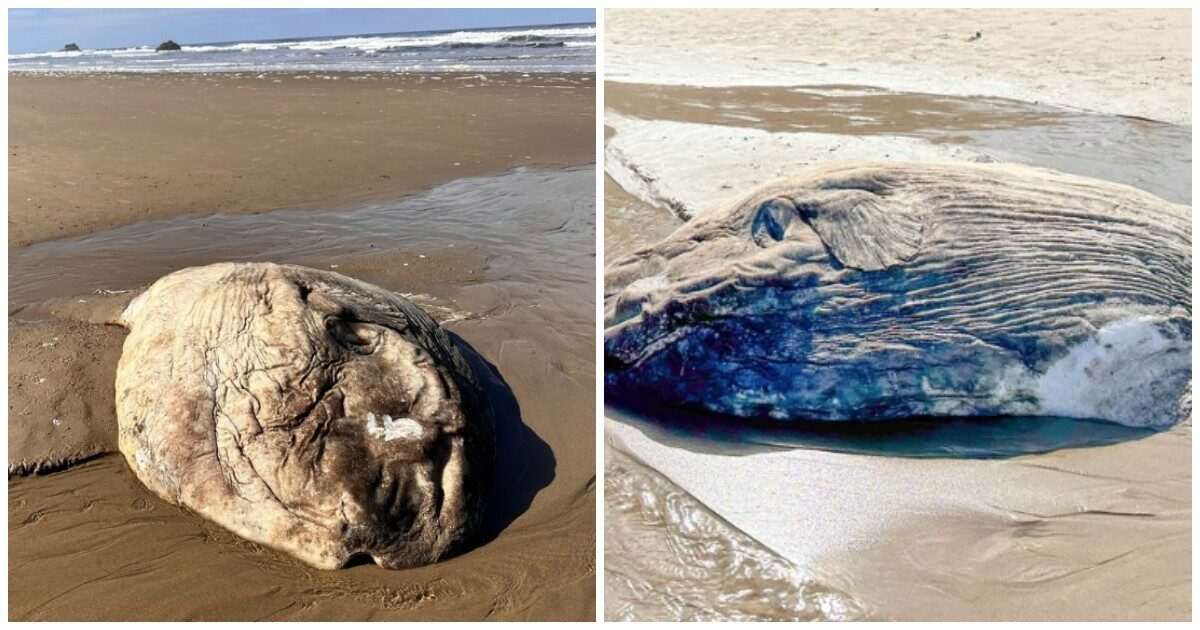 Un gigante degli abissi si arena sulla spiaggia: “Sembra un mostro alieno ma è un Mola mola”