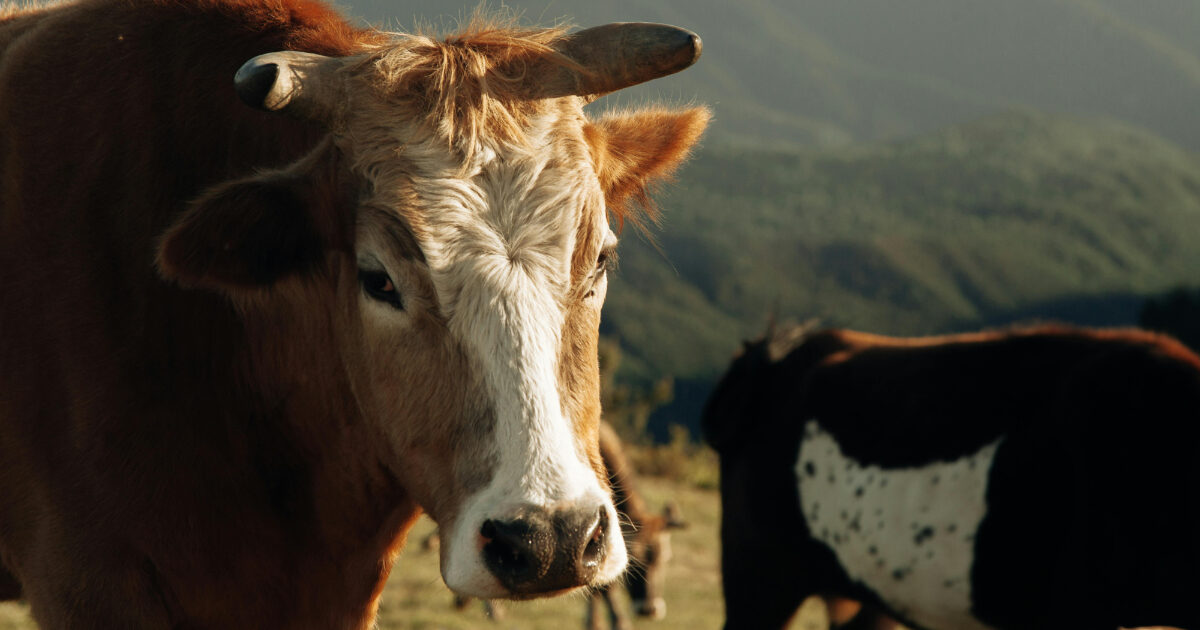 Incornato da un toro imbizzarrito, muore anziano di 88 anni nel Bellunese. Indagato il proprietario dell’animale