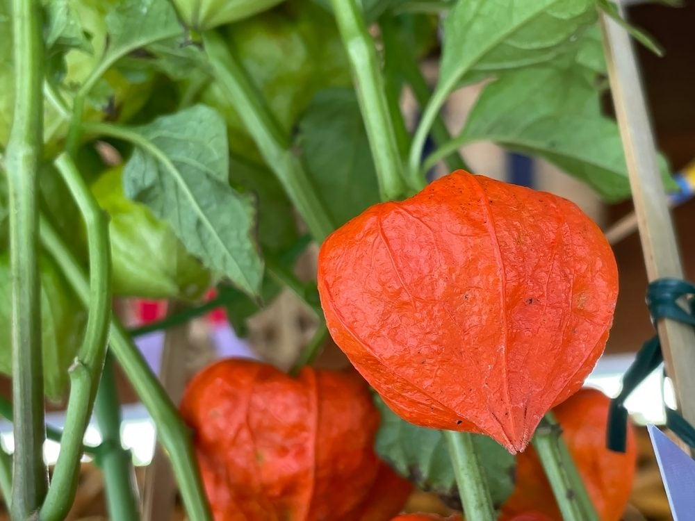 cos’è, benefici e come si usa in cucina