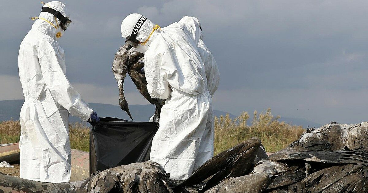 Influenza aviaria, l’Italia dei nuovi focolai ha paura di cosa accade negli Usa. L’esperto: “Trasmissione tra umani? Scenario non è impossibile”