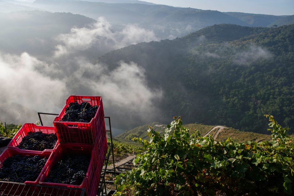 il 32esimo Mondiale premia 305 vini. Cos’è e perché va premiata